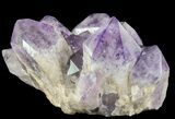 Amethyst Cluster ( lbs) - Massive Points #65149-5